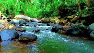 Soothing Forest River Ambience for Sleep, Stress Relief, Calm Mind, and Natural Relaxation