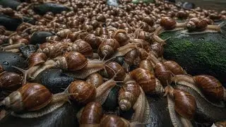 ASMR Nature Sleep: Slow Snail Crawling on Rock | Relaxing Night Garden Sounds