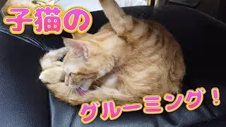 可愛い子猫のグルーミング♪【茶トラの仔猫】 Cute kitten growth record Abandoned cat becomes a house cat