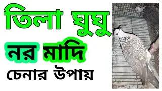 তিলা ঘুঘু নর মাদি চেনার উপায়//How to identify spotted dove male female