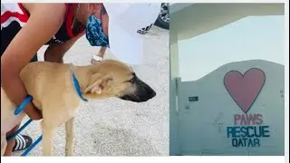 Paws Rescue Qatar//animals shelter vlog//dogs and cats shelter volunteering Jyothi&rsquo;s Dream World