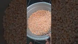 Tes membuat tepung jagung dengan mesin pelet 3 roller model 160