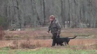 AKC Field Trial, LRRC Fall Derby, Carolina's Doc Holiday (1st Place)