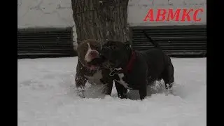 American Bully - АВМКС AL CAPONE - АВМКС BUSHI