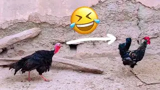 Battle between turkey and rooster 😂 Funny video