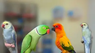 Exotic birds ki bahut bari offer breeder or tamed piece ki variety #birds #birdsmarket #petmarket 