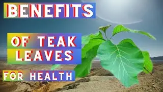 BENEFITS OF TEAK LEAVES FOR HEALTH