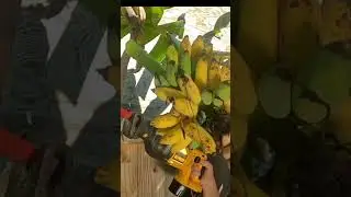 Banana Harvest in Super Slow Motion 🍌 #shorts