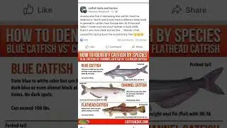 3 types of catfish in America