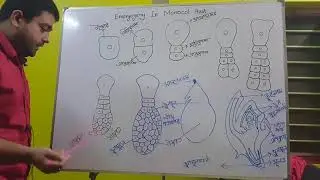 Embryogeny in Monocot Plant.