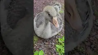 out in the front yard today #gorddowny #goose #bobcajun