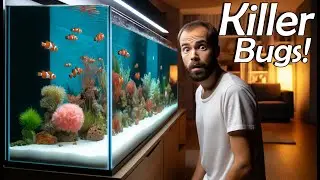 How to cure Marine Ich, White spot disease, in saltwater aqurariums.