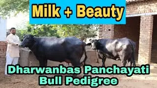 छुपे रुस्तम 🔥2 Show Quality Murrah Buffalo