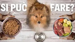 Dieta del cane mista: Scopri come alternare cibo naturale e industriale!
