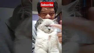 forever young my cat #marklalio #mcoybuilder #miniaturehomediy