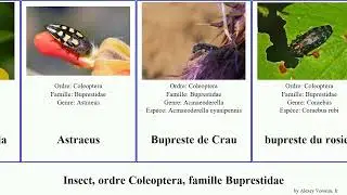 Insect, ordre Coleoptera, famille Buprestidae agrilus buprestis antiqua aureus orissa orientalis