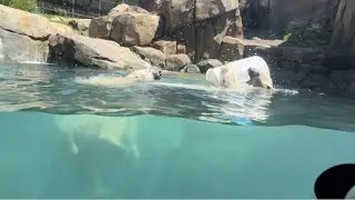 Polar Bears 🐻‍❄️ playing in water - Raw Footage 💧 #polarbear #playing #zoo #lincolnparkzoo 