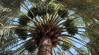 المبيد للنخيل طوال السنه