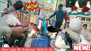 Finally Kabutar ko New Cage Me Shift Kr Diya 😍 How To Make Pigeon Loft at Home 🕊️