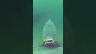 UNDERWATER CARP FISHING! Big Carp Taking HookBait..