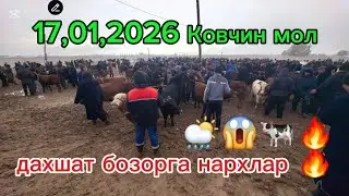 Таначалар Бузокчалар хукизчалар ковчин мол бозори 17.01.2026 Qovchin mol bozori
