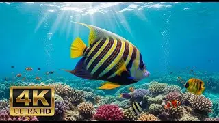 🐟 4K Aquarium Screensaver &ndash; Colorful Tropical Fish & Peaceful Ocean Ambience