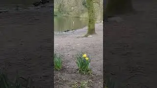 UK #shorts #nature #music #zoo #live #uk