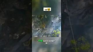 The Largest Honeybee on Earth Produces MAD Honey! 🐝🍯 | Apis Laboriosa