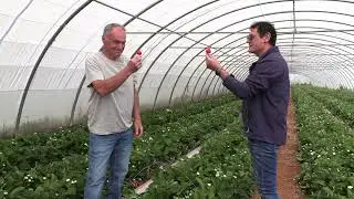 Les Sardines a la fraise par Jane Gleize dans Les Toqués du Sud