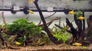 Yellow Highfin Variatus Platy