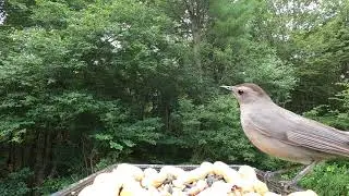 Gray Catbird Call