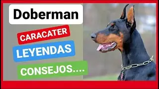 DOBERMAN, su CAR&Aacute;CTER, sus LEYENDAS, CONSEJOS.....!!!!