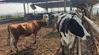 15 Animals for sale, 3 ਵੱਛੀਆਂ, 6 ਗਾਵਾਂ ਅਤੇ 6 ਵੱਡੀਆਂ ਵਹਿੜਾਂ ਵਿਕਾਊ 