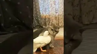 Funny Cats Fun With Birds #trending #funny #song #music #funnyvideos #love #pet #YouTube shorts