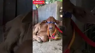 Yeh kon hai😲🤣🤣 #shorts #pakistanilegends #youtubeshorts #funnymemes #animals #realfools #comedy