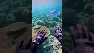 Moment with the Guardian of the Reef
