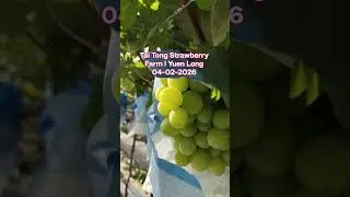 strawberry picking l Yuen Long #koreanstrawberries #supersweet #bus66k #onehundredpercatty #grapes
