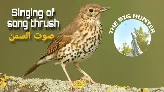 أجمل وأقوى صوت لصيد السمن🔥💯،أنقى سكة،صوت مبدع مجرّب وفعّال👌(جديد ٢٠٢٤)