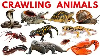 🐍 Crawling Animals & Reptiles for Kids | Learn Names & Sounds | Preschool Learning Video