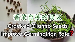 Do Cracked or Presoaked Cilantro Seeds Improve Germination Rate? | Coriander Germination (香菜种子育苗误区)