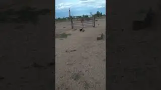 vala does ball game for national dog day