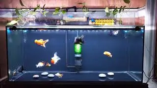 75 GALLON FANCY GOLDFISH TANK WITH OVERHEAD SUMP