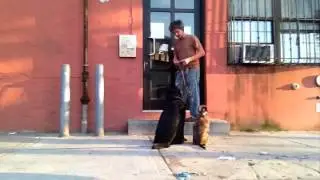 Teach puppy dog basic rules......Peter Caine dog training
