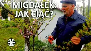 Cięcie MIGDAŁKA na PNIU