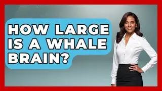 How Large Is A Whale Brain? - The Marine Life Explorer