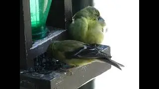 Goldfinch sleeping, resting