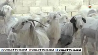 تربية سلالة نادرة من الأغنام العمانية