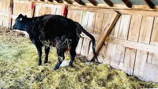 The Birth of a Calf: Heifer Cow #72’s Journey from Birth to First Steps | 30in30 #8 2025