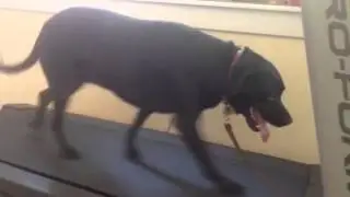 Phoenix dog training