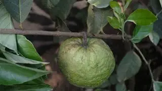 Part 2 Exotic Fruit tree garden more Exotic fruits.